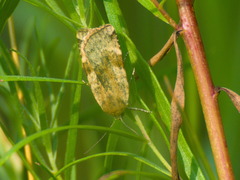 Cryptocala chardinyi