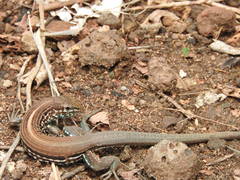 Many-Lined Whiptail photo 4