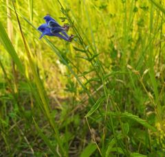 Scutellaria scordifolia