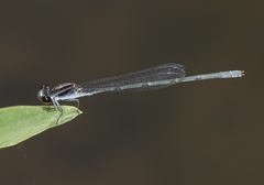 Pseudagrion hypermelas