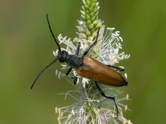 Lepturalia nigripes