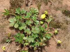 Potentilla verna