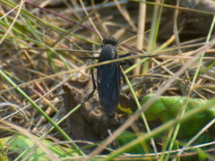 Dasypogon