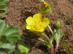 Potentilla verna