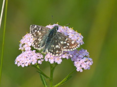 Muschampia tessellum