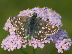 Muschampia tessellum