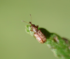 Rhinorhynchus rufulus