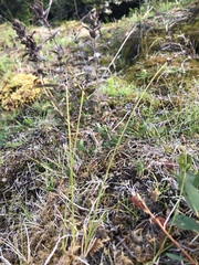 Carex myosuroides