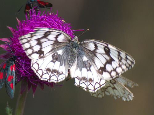 Esper's Marbled White