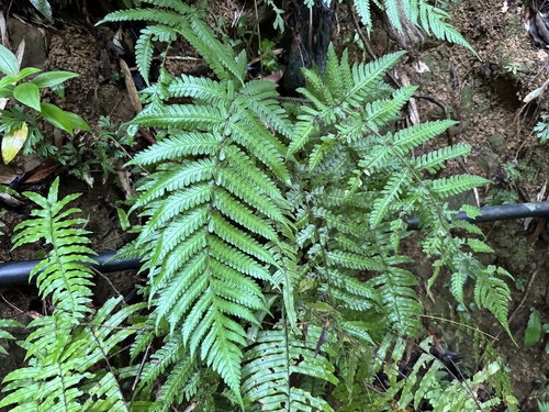 Tectaria kusukusensis iNat (3)