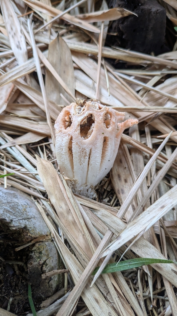 Clathrus argentinus · December 2024 · photo: © thibaudaronson (iNaturalist, cc-by-sa)