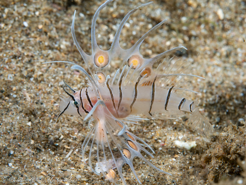 Indian Lionfish