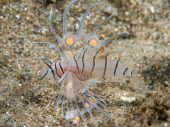 Devil Firefish photo 2