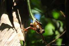 Polypedates cruciger