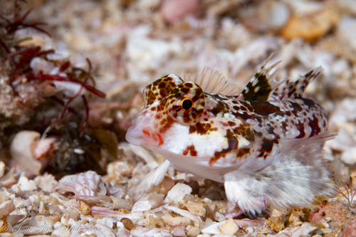 Synchiropus stellatus observed 2024-12-29