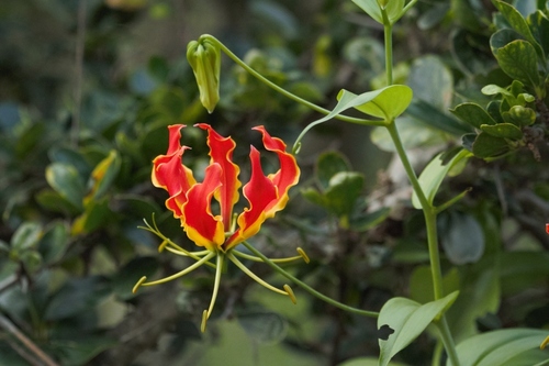 Gloriosa superba