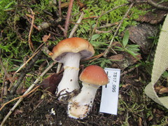 Cortinarius flavivelatus