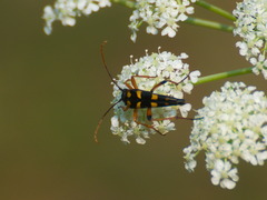Strangalia attenuata