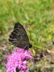 Hyponephele lycaon