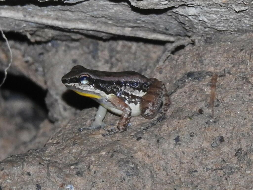 Trinidad Poison Frog