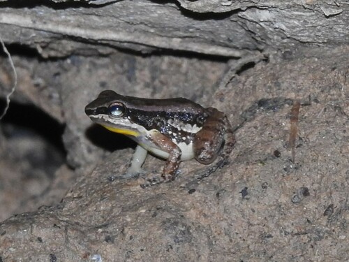 Trinidad Poison Frog, Mannophryne trinitatis