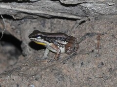 Trinidad Poison Frog photo 2
