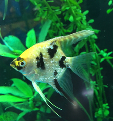 Pterophyllum scalare