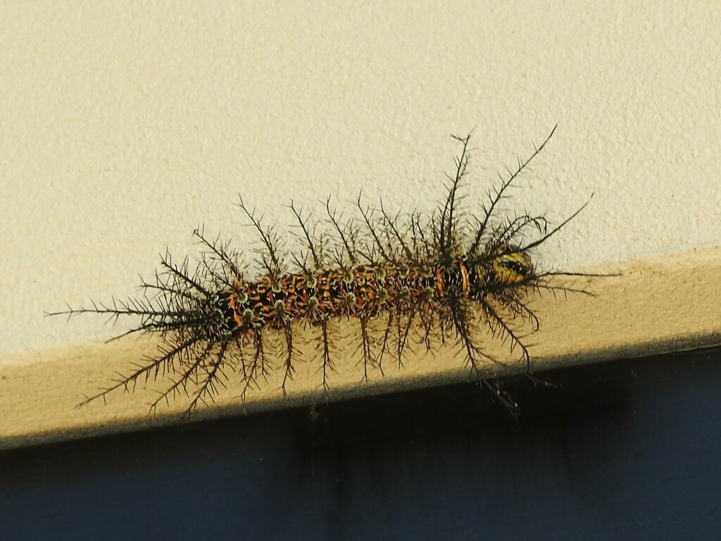 Pseudautomeris salmonea
