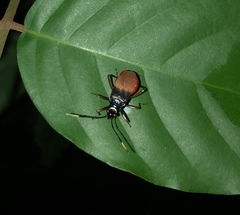Dindymus daiacus