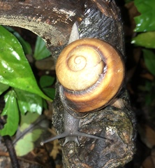 Dyakiidae