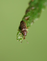 Rhinorhynchus rufulus