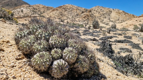 Copiapoa grandiflora