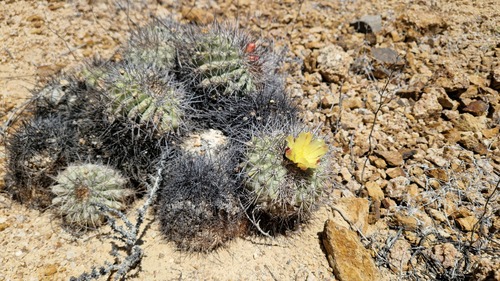 Copiapoa grandiflora