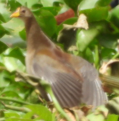 Lesser Moorhen (Paragallinula angulata), photo 7