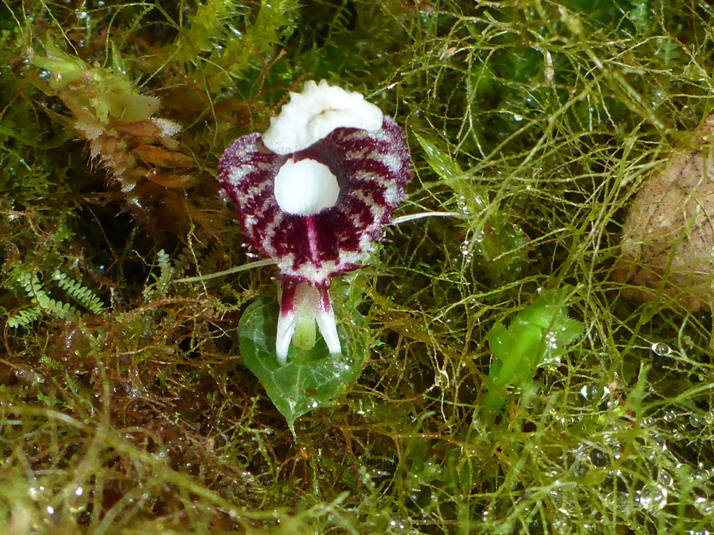 Corybas scutellifer