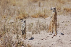 Suricata suricatta