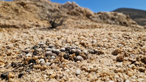 Copiapoa laui