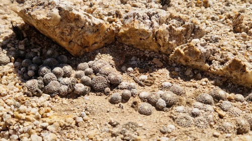 Copiapoa laui