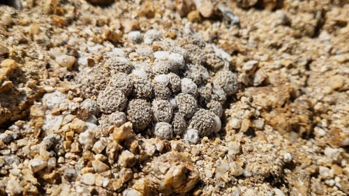 Copiapoa laui