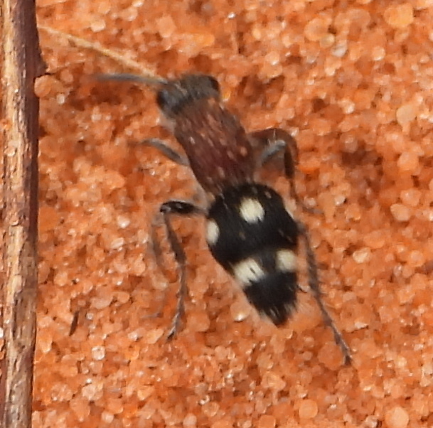 Pseudocephalotilla tettensis