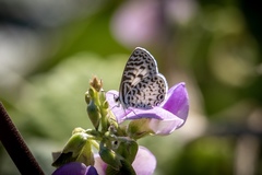 Leptotes bathyllos
