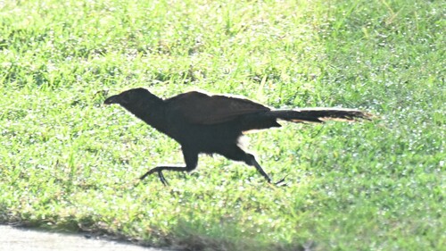 Greater Coucal