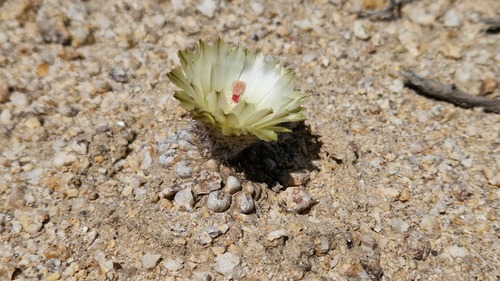 Eriosyce esmeraldana