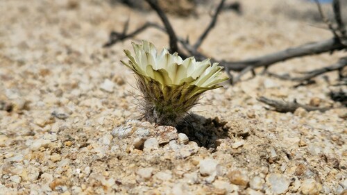 Eriosyce esmeraldana