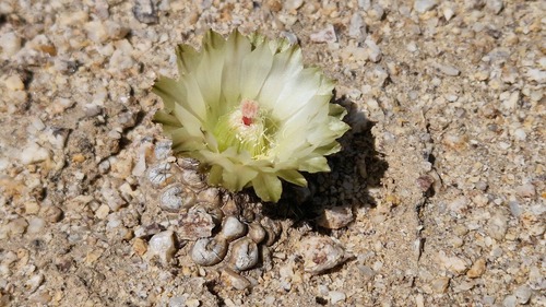 Eriosyce esmeraldana