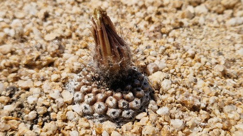 Eriosyce esmeraldana