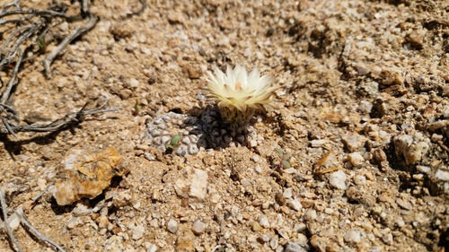 Eriosyce esmeraldana