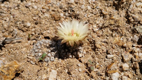 Eriosyce esmeraldana