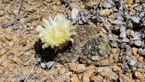 Eriosyce esmeraldana