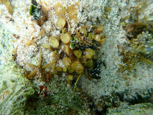 Turbinaria tricostata observed 2024-12-25
